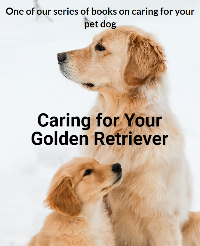 Caring for your Golden Retriever