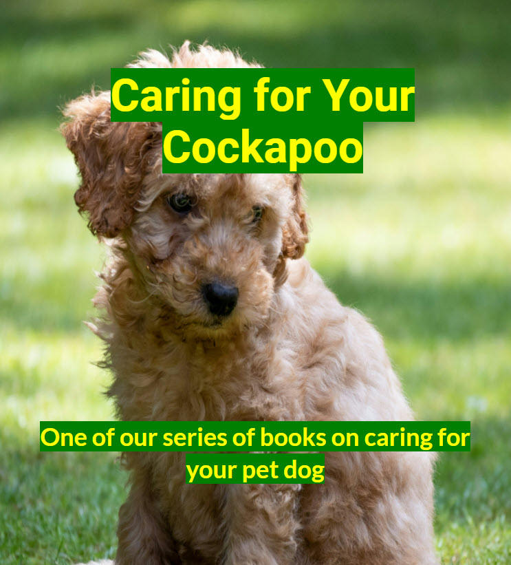 Caring for your cockapoo