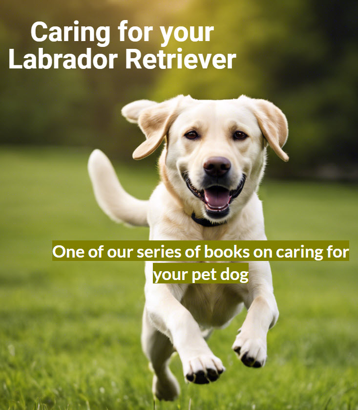 Caring for your Labrador Retriever